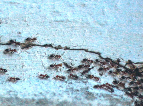 dezinsekce2